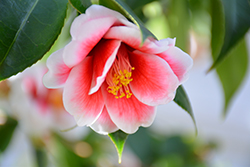 Tama Americana Camellia (Camellia japonica 'Tama Americana') at Lakeshore Garden Centres
