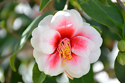 Tama Bell Camellia (Camellia japonica 'Tama Bell') at Lakeshore Garden Centres