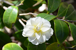 Buttermint Camellia (Camellia 'Buttermint') at Lakeshore Garden Centres