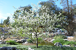 Early White Ornamental Peach (Prunus persica 'Early White') at Lakeshore Garden Centres