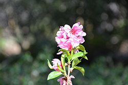 Early Pink Ornamental Peach (Prunus persica 'Early Pink') at Lakeshore Garden Centres
