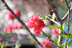 Early Red Ornamental Peach (Prunus persica 'Early Red') at Lakeshore Garden Centres