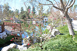 Early Red Ornamental Peach (Prunus persica 'Early Red') at Lakeshore Garden Centres