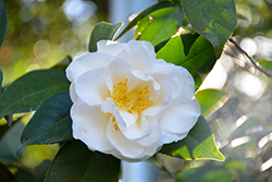 Swan Lake Camellia (Camellia japonica 'Swan Lake') at Lakeshore Garden Centres