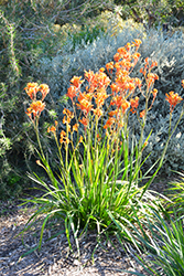 Amber Velvet Kangaroo Paw (Anigozanthos 'Amber Velvet') at Lakeshore Garden Centres