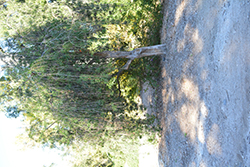 Red Cascade Bottlebrush (Callistemon viminalis 'Red Cascade') at Lakeshore Garden Centres