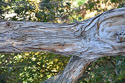Red Cascade Bottlebrush (Callistemon viminalis 'Red Cascade') at Lakeshore Garden Centres