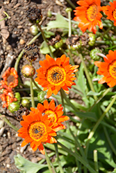 Gumbleton African Daisy (Arctotis gumbletonii) at Lakeshore Garden Centres