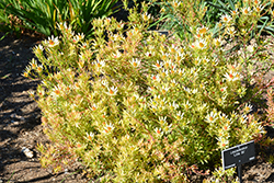 Little Bit Conebush (Leucadendron 'Little Bit') at Lakeshore Garden Centres