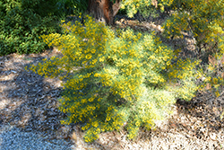 Desert Senna (Senna nemophila) at Lakeshore Garden Centres
