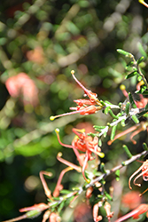 Rogers' Grevillea (Grevillea rogersii) at Lakeshore Garden Centres