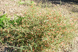 Rogers' Grevillea (Grevillea rogersii) at Lakeshore Garden Centres