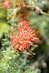 Gilt Dragon Spider Net Grevillea (Grevillea thelemanniana 'Gilt Dragon') at Lakeshore Garden Centres