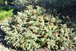 Gilt Dragon Spider Net Grevillea (Grevillea thelemanniana 'Gilt Dragon') at Lakeshore Garden Centres
