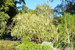 Betty Marshall Angel's Trumpet (Brugmansia 'Betty Marshall') at Lakeshore Garden Centres