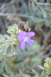 Emu Bush (Eremophila hygrophana) at Lakeshore Garden Centres
