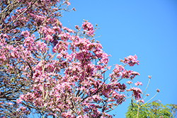 Pink Trumpet Tree (Handroanthus heptaphyllus) at Lakeshore Garden Centres