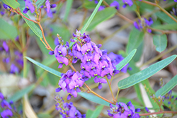 Mini Haha Dwarf Purple Vine Lilac (Hardenbergia violacea 'Mini Haha') at Lakeshore Garden Centres