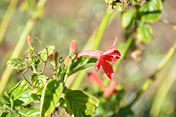 Yerba Maravilla (Ruellia coccinea) at Lakeshore Garden Centres