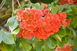 Strawberry Snowball Tree (Dombeya cacuminum) at Lakeshore Garden Centres