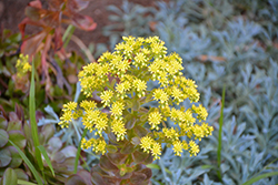 Cyclops Giant Red Aeonium (Aeonium 'Cyclops') at Lakeshore Garden Centres