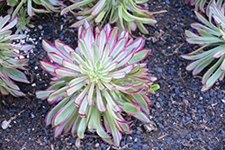 Mardi Gras Aeonium (Aeonium 'Mardi Gras') at Lakeshore Garden Centres