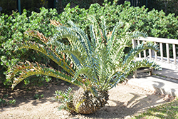 Alexandria Cycad (Encephalartos arenarius) at Lakeshore Garden Centres