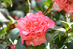 Cleopatra Camellia (Camellia sasanqua 'Cleopatra') at Lakeshore Garden Centres