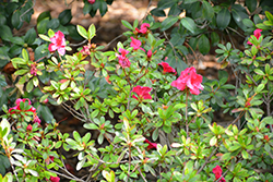 Nuccio's Carnival Candy Azalea (Rhododendron 'Nuccio's Carnival Candy') at Lakeshore Garden Centres