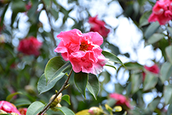 Pink Sparkle Variegated Camellia (Camellia 'Pink Sparkle Variegated') at Lakeshore Garden Centres