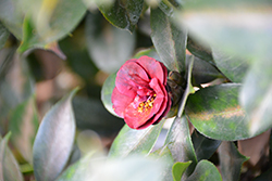 Kuro Tsubaki Camellia (Camellia japonica 'Kuro Tsubaki') at Lakeshore Garden Centres
