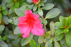 Nuccio's Carnival Time Azalea (Rhododendron 'Nuccio's Carnival Time') at Lakeshore Garden Centres