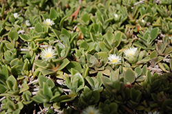 White Ice Plant (Delosperma tradescantoides) at Lakeshore Garden Centres