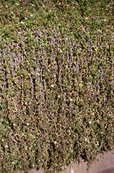 White Ice Plant (Delosperma tradescantoides) at Lakeshore Garden Centres