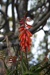 Climbing Aloe (Aloe ciliaris) at Lakeshore Garden Centres