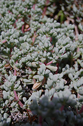 Ice Plant (Lampranthus piquetbergensis) at Lakeshore Garden Centres