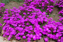 Jewel Of Desert Opal Ice Plant (Delosperma 'Jewel Of Desert Opal') at Lakeshore Garden Centres