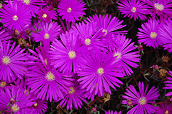 Jewel Of Desert Opal Ice Plant (Delosperma 'Jewel Of Desert Opal') at Lakeshore Garden Centres