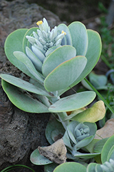 Paddle Plant (Kalanchoe thyrsiflora) at Golden Acre Home & Garden