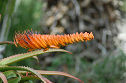 Khuzi (Aloe mawii) at Lakeshore Garden Centres
