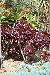 Voodoo Aeonium (Aeonium 'Voodoo') at Lakeshore Garden Centres