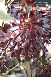 Voodoo Aeonium (Aeonium 'Voodoo') at Lakeshore Garden Centres