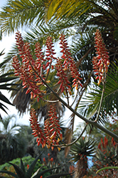 Yemen Tree Aloe (Aloe sabaea) at Lakeshore Garden Centres
