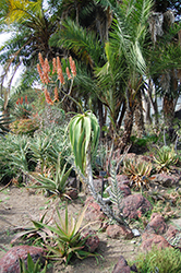 Yemen Tree Aloe (Aloe sabaea) at Lakeshore Garden Centres