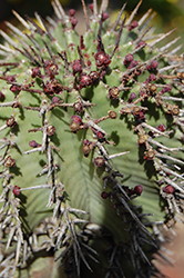 African Milk Barrel (Euphorbia horrida) at Lakeshore Garden Centres