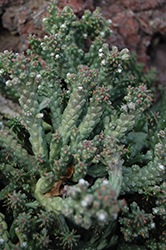 Medusa's Head (Euphorbia caput-medusae) at Lakeshore Garden Centres