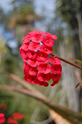 Dwarf Apache Red Crown Of Thorns (Euphorbia milii 'Dwarf Apache Red') at Lakeshore Garden Centres