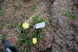 Cephalophyllum Ice Plant (Cephalophyllum pillansii) at Lakeshore Garden Centres