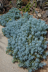 Blue Finger (Senecio mandraliscae) at Lakeshore Garden Centres