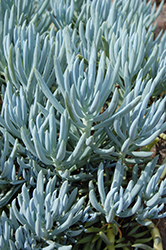 Blue Finger (Senecio mandraliscae) at Lakeshore Garden Centres